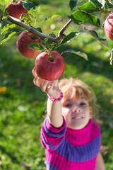 girl picked ripe apples