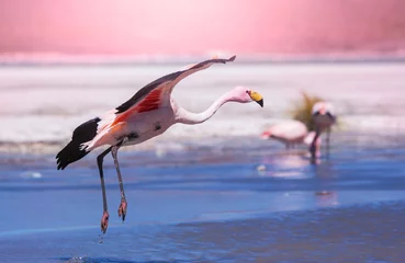 Wall murals Flamingo Flamingo