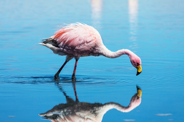 Obraz na płótnie Canvas Flamingo