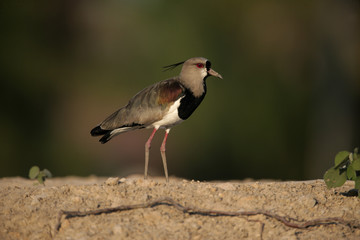 Southern lapwing,  Vanellus chilensis
