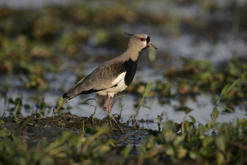 Southern lapwing,  Vanellus chilensis