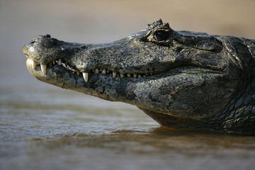 Spectacled caiman, Caiman crocodilus