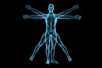 Human body of a Vitruvian man with skeleton for study