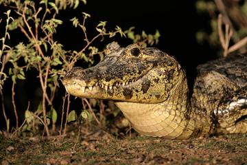 Spectacled caiman, Caiman crocodilus