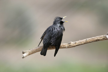 Spotless starling, Sturnus unicolor