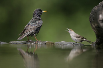 Starling, Sturnus vulgaris