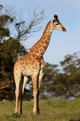 Giraffe in Africa