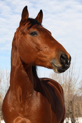 Bay sportive german stallion