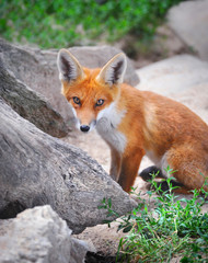 Red Fox Cub