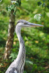 Fototapeta premium Grey Heron (Ardea cinerea)