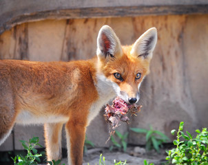 Red Fox Cub with a booty