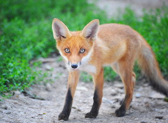 Red Fox Cub