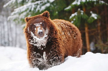 Wild brown bear in winter forest