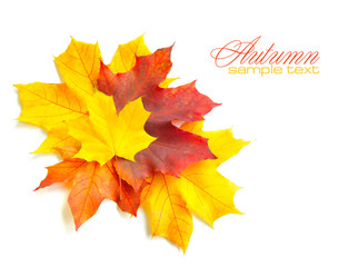 Autumn maple leaves isolated on white background