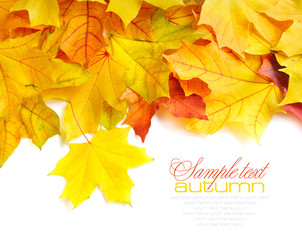 Border frame of colorful autumn leaves isolated on white