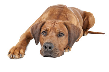 Obraz premium Rhodesian Ridgeback