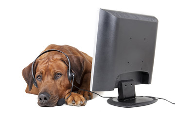 Rhodesian Ridgeback headset