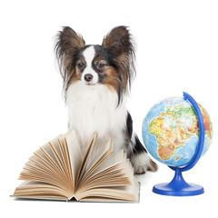 Papillon with a globe and a book