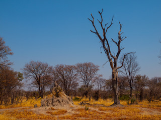 Fototapeta premium Termite hill in Okavango region