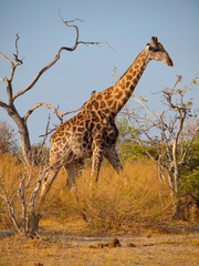 Giraffe in savanna