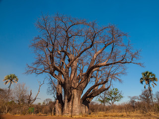 Large baobab tree