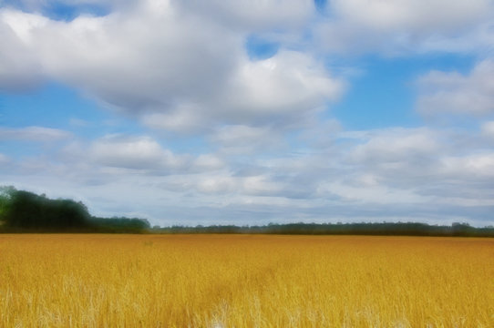 Beautiful field of rye.