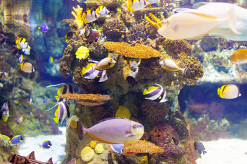 tropical fishes at coral reef area