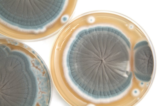 Penicillium fungi background