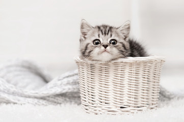 Kitten in a basket © Alexandr Vasilyev