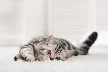 Cat on the carpet