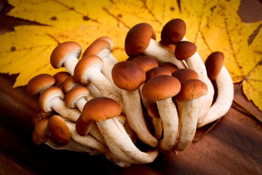 funghi pioppini - Agrocybe aegerita