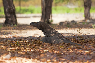 Komodo Dragon