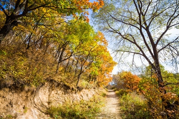 Fototapeta premium Autumn Pathway