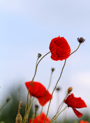 Red poppies
