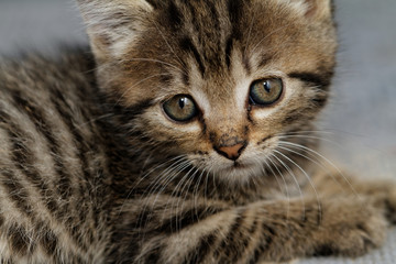 Tabby kitten
