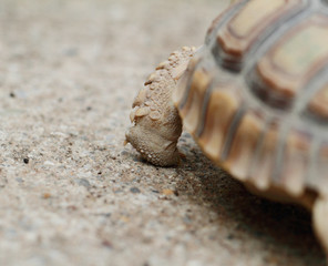 African Spurred Tortoise (Sulcata)