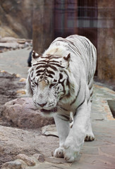 White tiger