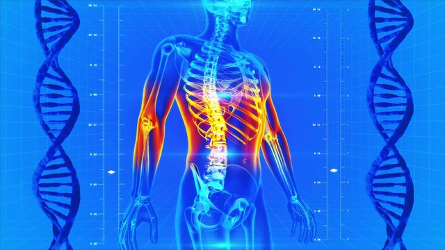 looping animation of X-Ray of Human skeleton