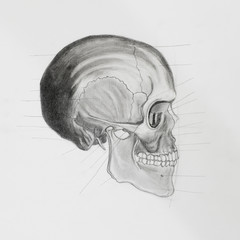 Obraz premium side view of human skull. medical illustration