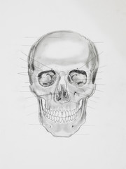 human skull. medical illustration