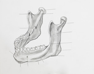Detail of mandible pencil drawing on white paper