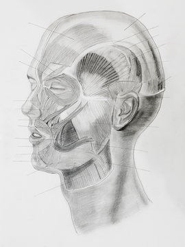 hand drawn pencil side view of human head parts