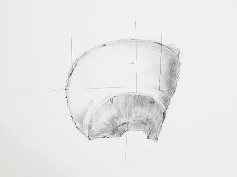 Detail of parietal bones pencil drawing on white paper