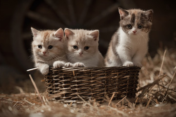 Fototapeta na wymiar Kittens in a basket