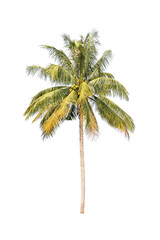 Obraz premium coconut palm trees isolated on white background
