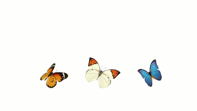 three butterflies with alpha channel