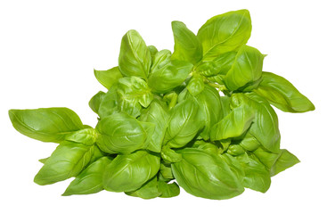 Fresh Basil Leaves