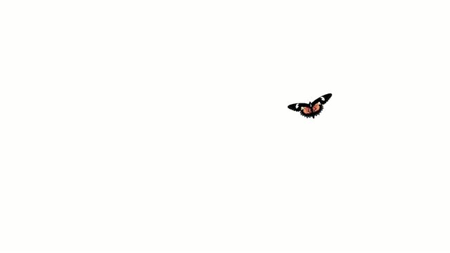 butterfly with alpha channel