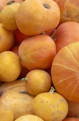 orange,huge pumpkins