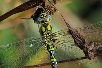 Aeshna cyanea, maschio